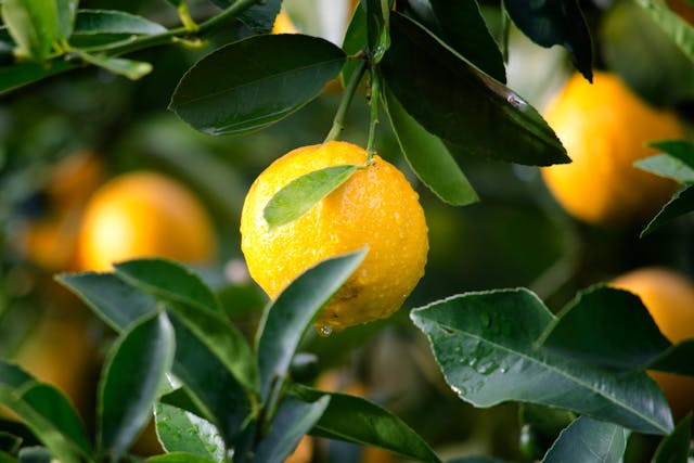 Choisir son presse-citron individuel